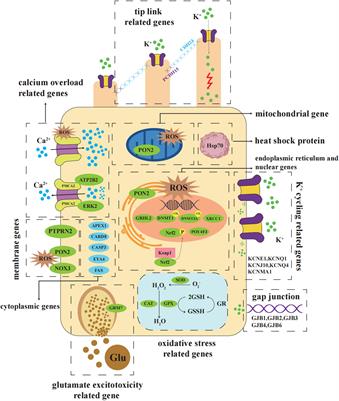 The Role of Genetic Variants in the Susceptibility of <mark class="highlighted">Noise-Induced Hearing Loss</mark>